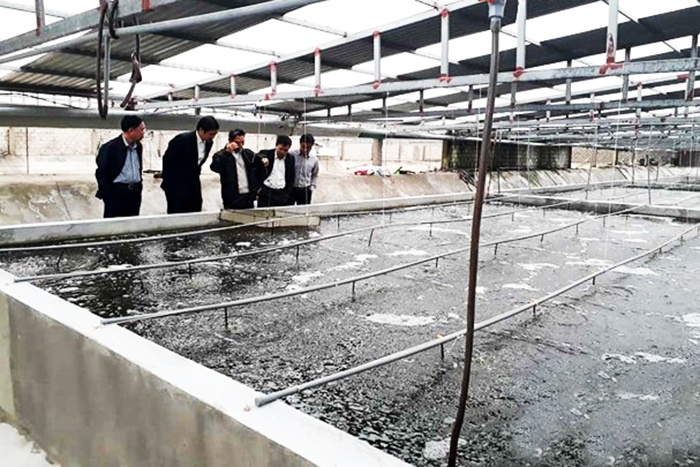 Mô hình nuôi tôm công nghệ cao trong bể xi măng ở Nghệ An