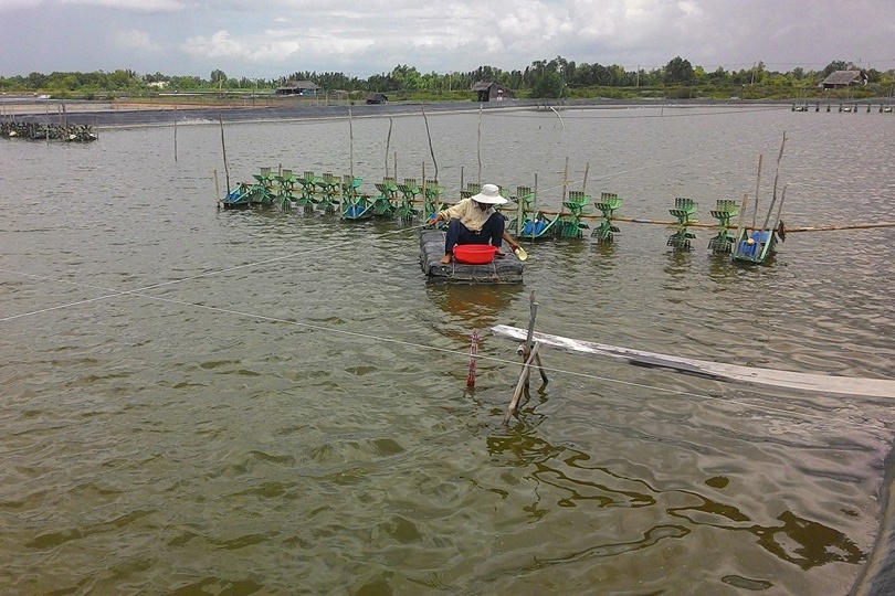 Bình Đại – Tổng diện tích nuôi thủy sản 2018 là 18.000ha