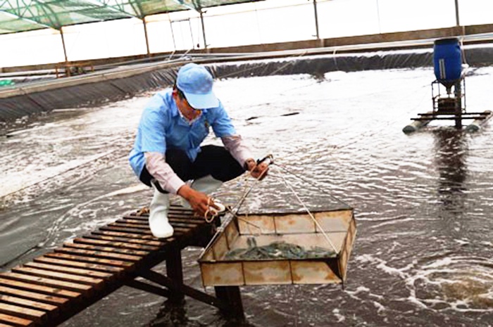 Cà Mau: Sẽ có khu tổ hợp thủy sản công nghệ cao ở Năm Căn