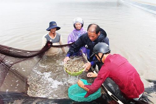 Tuy Phước (Bình Định) có 1,62 ha tôm nuôi bị vi rút đốm trắng