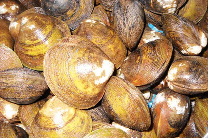 Nuôi vọp ở bãi bồi chân rừng phòng hộ, nhẹ công lãi cả 600 triệu/ha