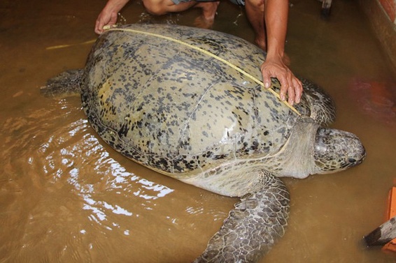 Bến Tre: Rùa 120 kg được thả về biển
