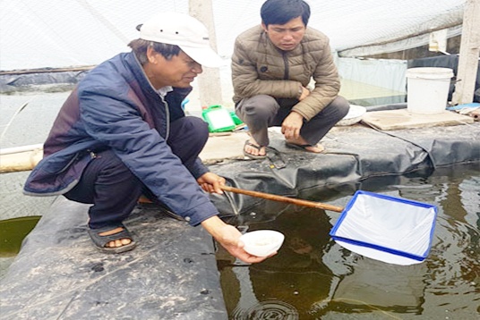 Giá tôm giống tăng mạnh