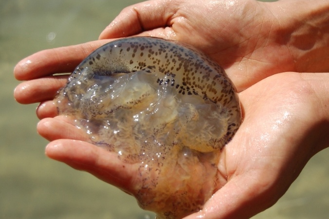 Lệ Thủy - Quảng Bình: Các xã biển được mùa sứa