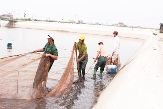 Để đảm bảo phát triển nuôi thủy sản phù hợp với tiềm năng và trình độ người nuôi, ngành chức năng đã chủ trương khuyến khích đa dạng hóa đối tượng nuôi, chú trọng các loại con nuôi có giá trị kinh tế cao.