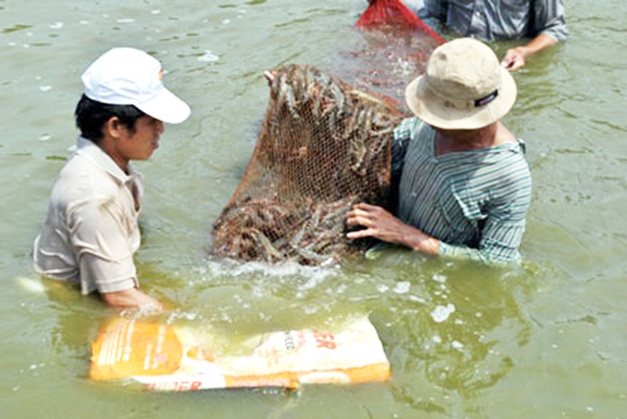 Tiềm năng phát triển thủy sản huyện Tân Phú Đông