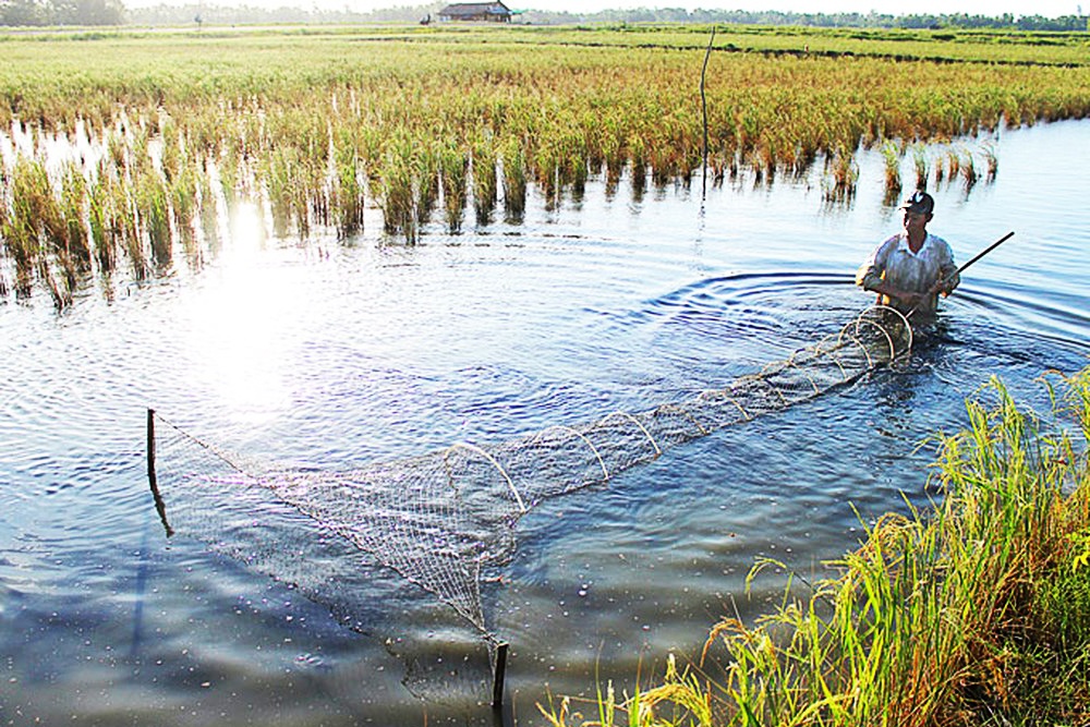 Các biện pháp kỹ thuật nuôi tôm bền vững trên nền đất lúa Lương Nghĩa