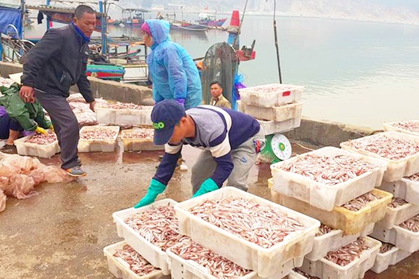 Ngư dân Hà Tĩnh thu 540 tỷ đồng từ vụ cá Bắc