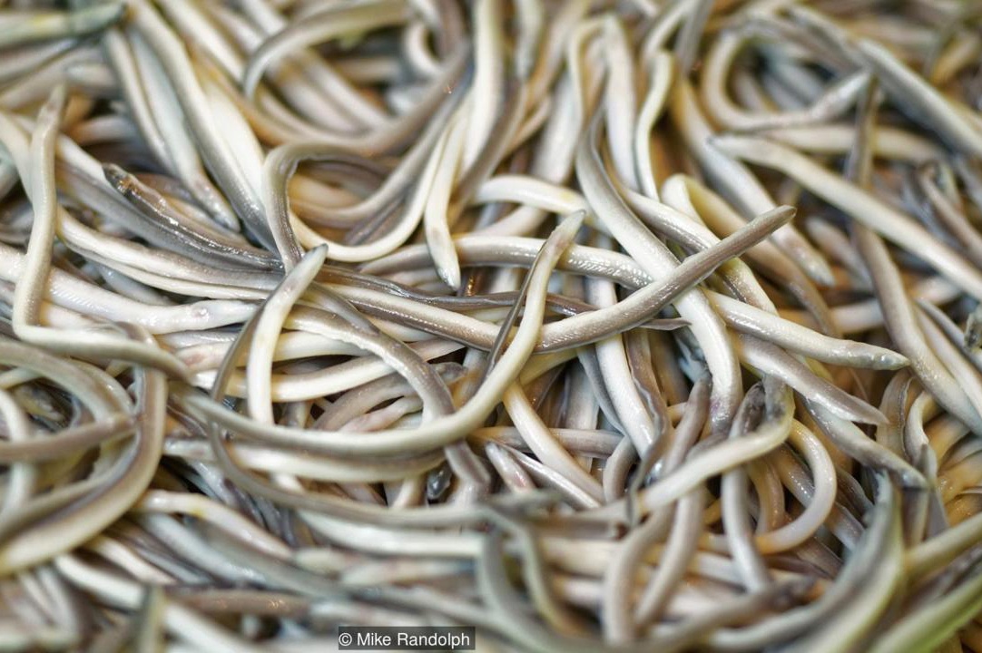 Lươn con: món ăn nhạt nhẽo có giá ngàn euro