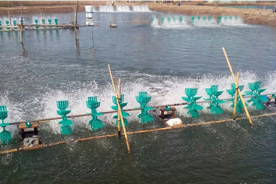 Trà Vinh: Phấn đấu đạt sản lượng 87.000 tấn tôm nước lợ vào năm 2025