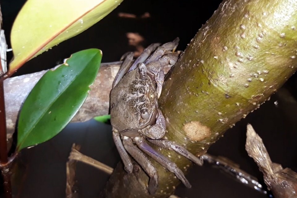 Săn ba khía trèo cây, kiếm 300-500 ngàn đồng/ngày