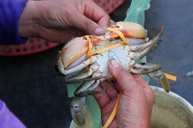 “Săn” cua trên sông Cửa Sót