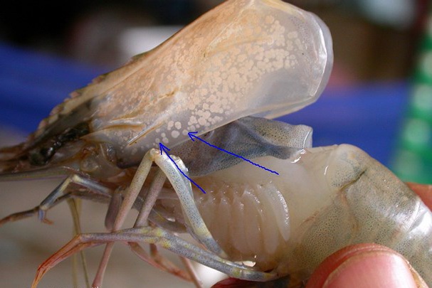 Gần 30 ha tôm ở Nghệ An bị bệnh đốm trắng