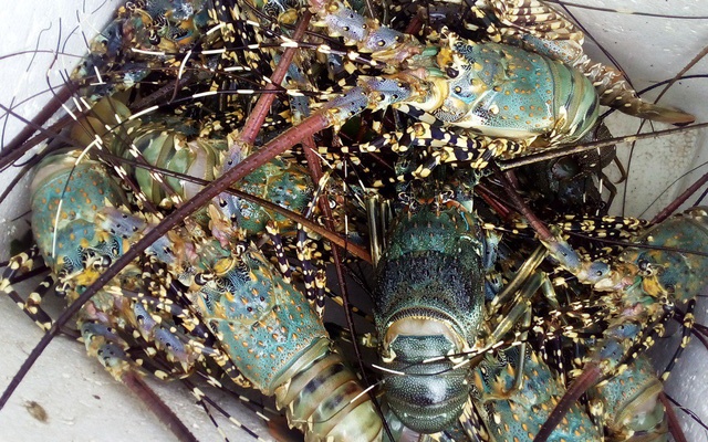 Để hạn chế bệnh sữa trên tôm hùm