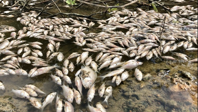 Cá chết nổi trắng sông Bầu Giang