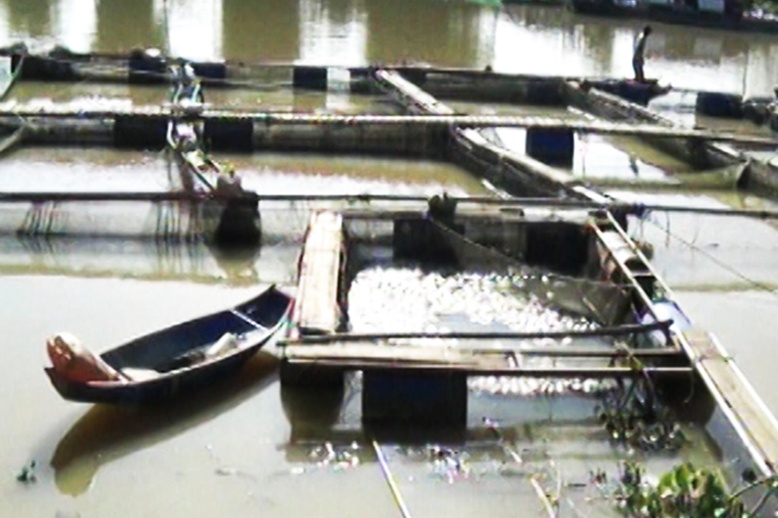 Cá lồng chết không rõ nguyên nhân trên sông Krông Nô