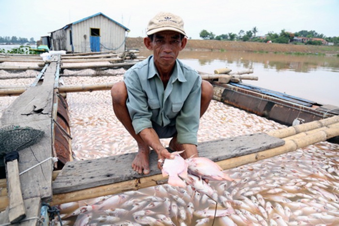 Nguyên nhân khiến hơn 1.500 tấn cá bè chết trên sông La Ngà