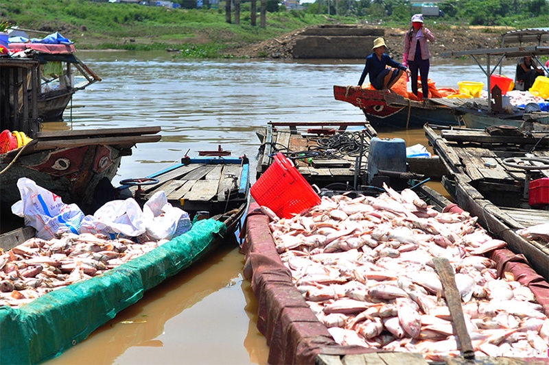 Vẫn chưa công bố chính thức nguyên nhân cá chết trên sông La Ngà