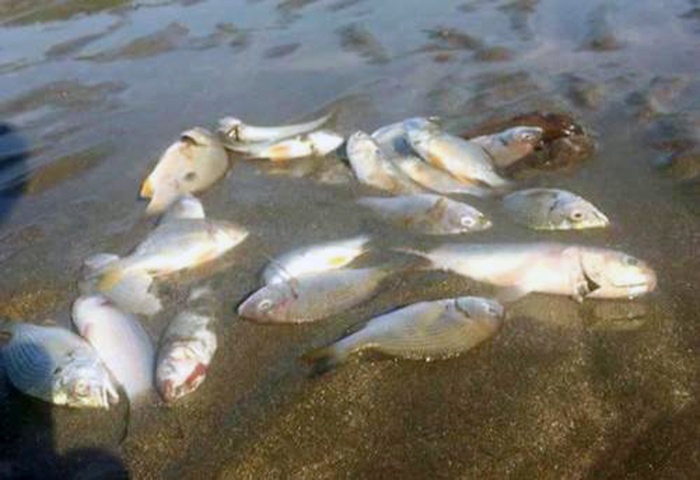 Nghệ An điều tra nguyên nhân cá chết trải dài 4 km