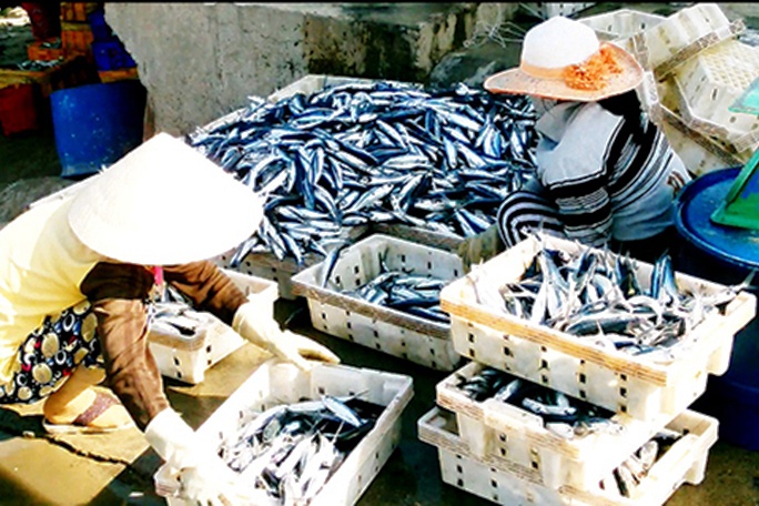 cá chuồn, đánh bắt cá