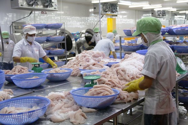 Vượt rào cản thương mại, cá tra Việt Nam vẫn "bơi" ra thế giới