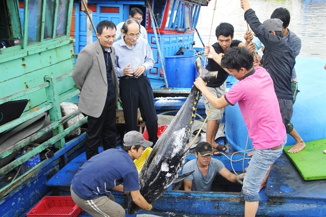 Tiến bộ kỹ thuật bảo quản cá ngừ