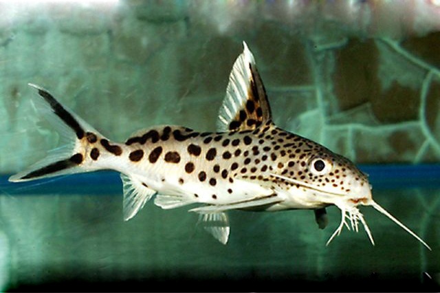 Sự thích nghi của loài cá chống lại ký sinh nuôi dưỡng