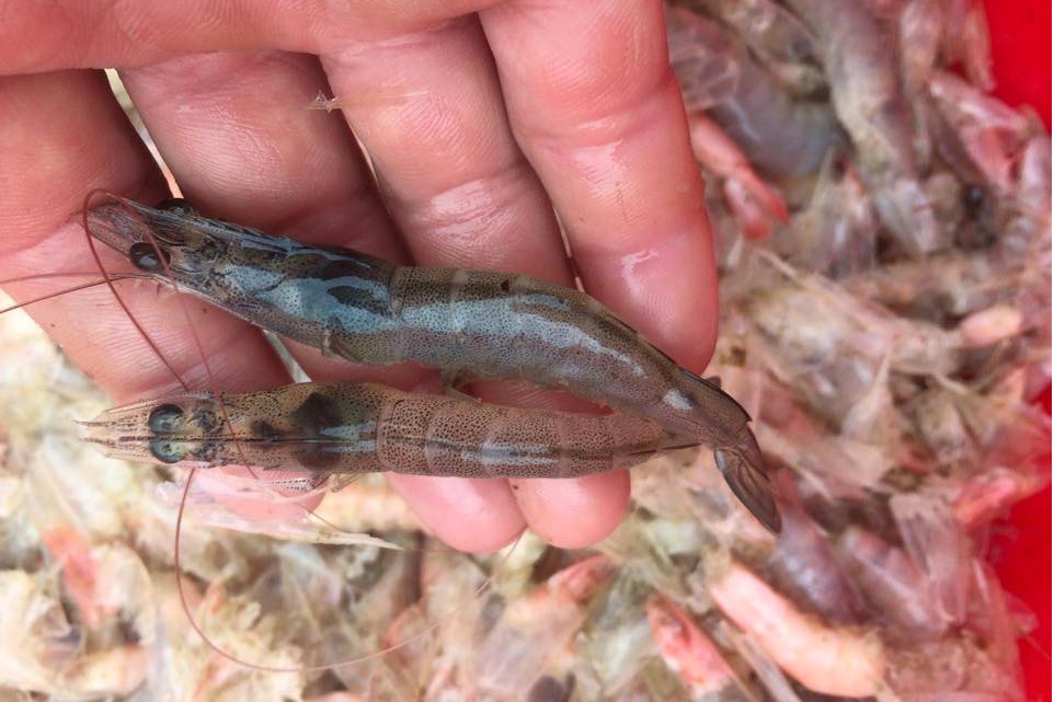 Hơn 120ha tôm và nghêu nuôi bị dịch bệnh gây hại ;