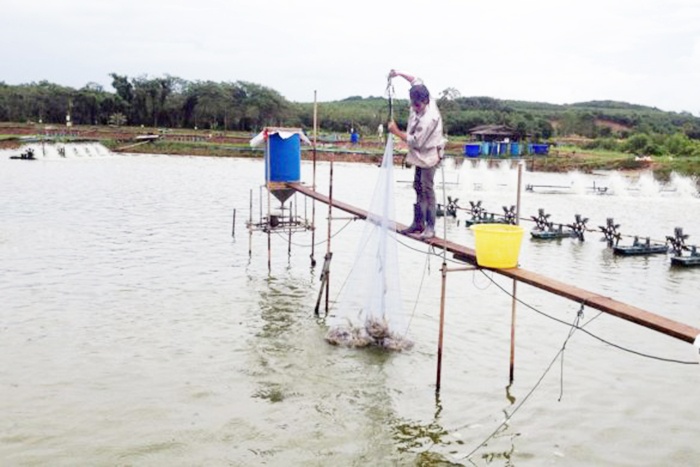 Thái Lan: Doanh nghiệp thủy sản giảm giá thức ăn hỗ trợ nông dân