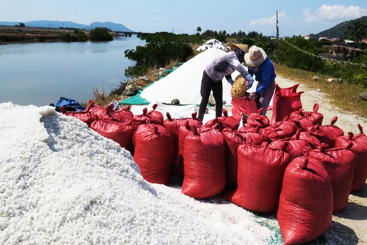 Muối được mùa, diêm dân vẫn... bỏ ruộng