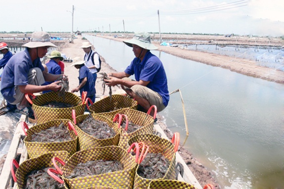 Trà Vinh giá tôm thẻ tiếp tục giảm mạnh