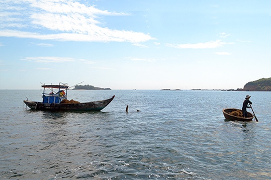 Bảo tồn biển tại khu sinh quyển Cù Lao Chàm