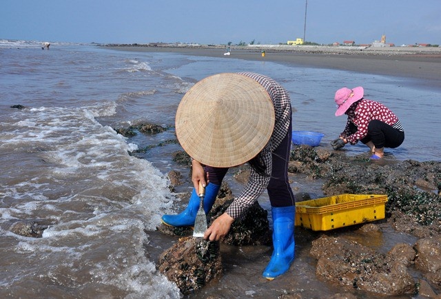 Nhặt đặc sản vẹm xanh trên biển, ngư dân thu tiền triệu mỗi giờ