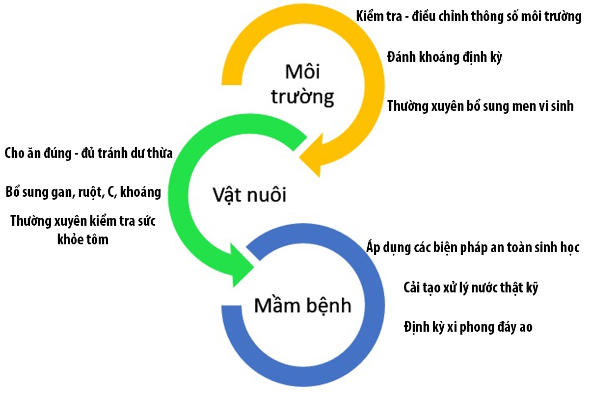 Quản lý và chăm sóc ao nuôi tôm trong điều kiện thời tiết biến động