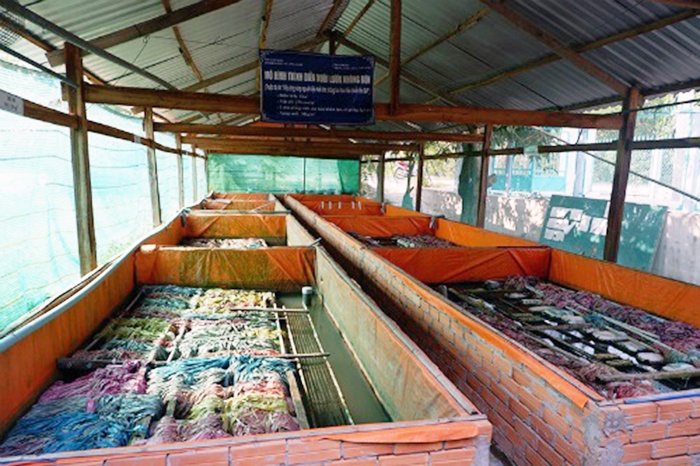 Người miền Tây nuôi lươn béo mập không cần bùn