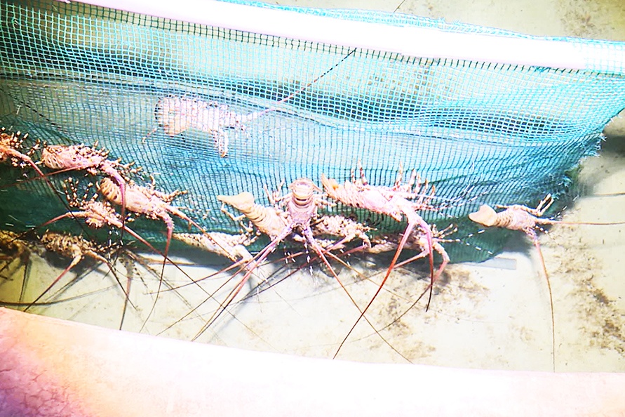 Triển vọng mô hình nuôi tôm hùm trong bể tái sử dụng nước