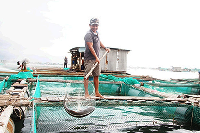 Cam Ranh: Sẽ di dời vùng nuôi thủy sản