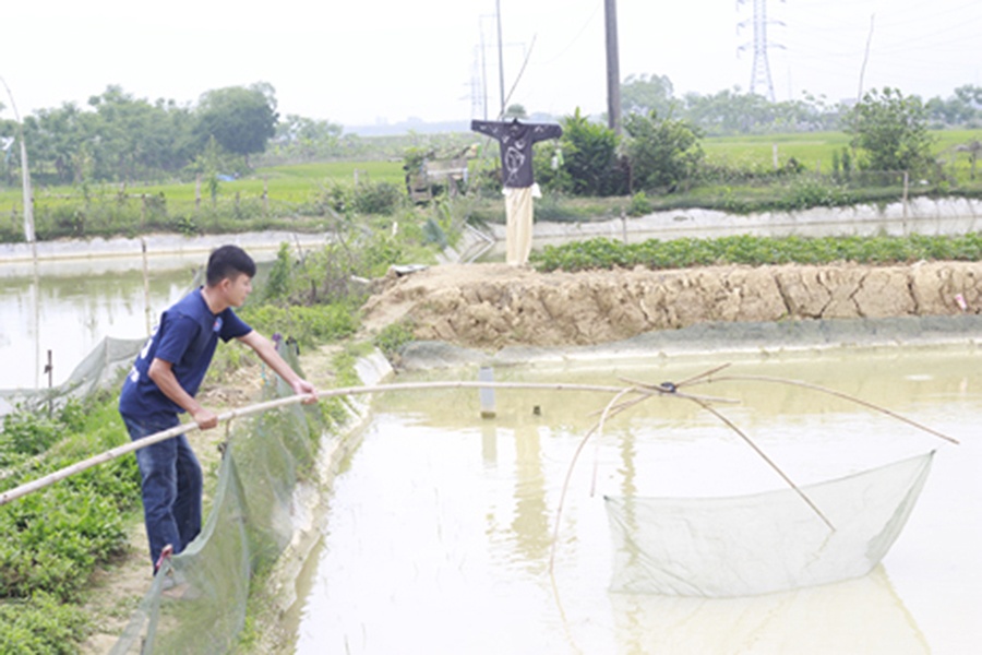 Khởi nghiệp từ làng - bỏ việc ngân hàng về quê nuôi cá