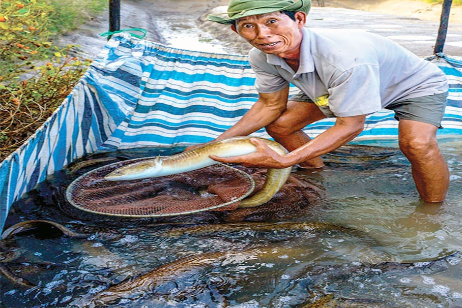 Làng cá chình Tân Thành trước sức ép ... nhường đất