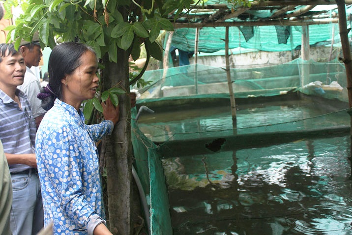 Phú Yên: Chuyển giao thành công mô hình nuôi chình bông