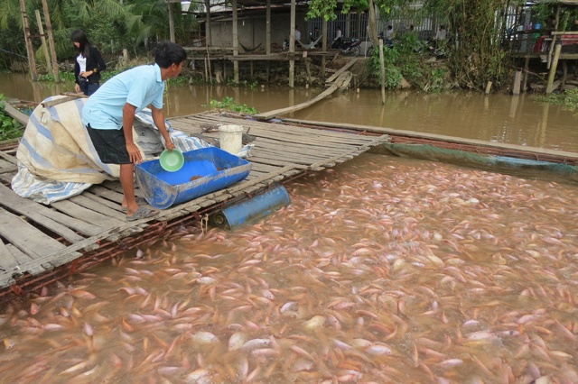 Nông dân Đồng Tháp lo lắng khi giá cá điêu hồng giảm mạnh