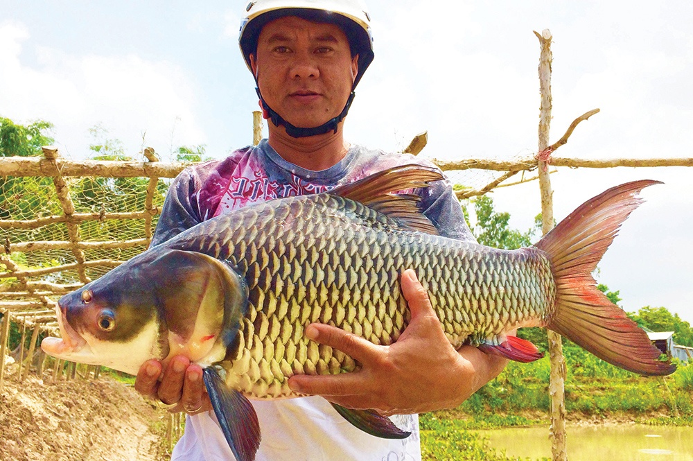 Bước đầu thành công từ mô hình nuôi cá hô  Sinh học tôm vàng