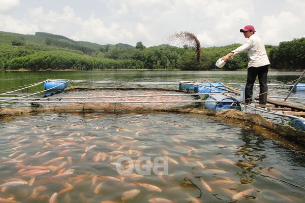 Nuôi cá lồng trên hồ thủy lợi Thiết Ðính