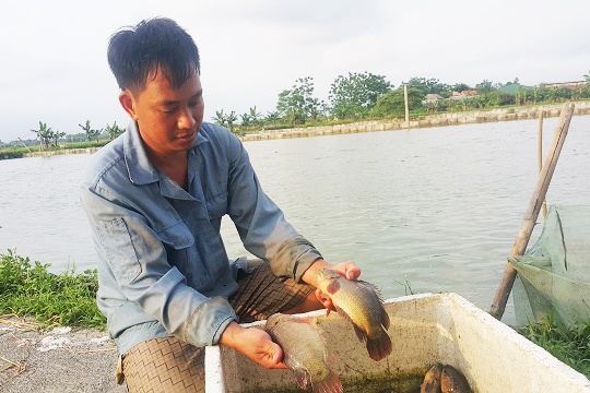 Bỏ túi gần 400 triệu nhờ nuôi cá rô đầu vuông