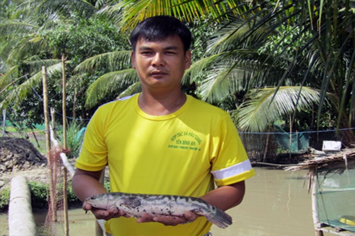 Nuôi cá lóc bông, nhà nông trúng đậm