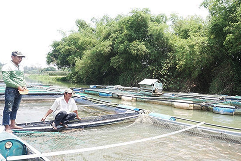 Quảng Nam: Nông hội đoàn kết nuôi cá lồng bè trên sông