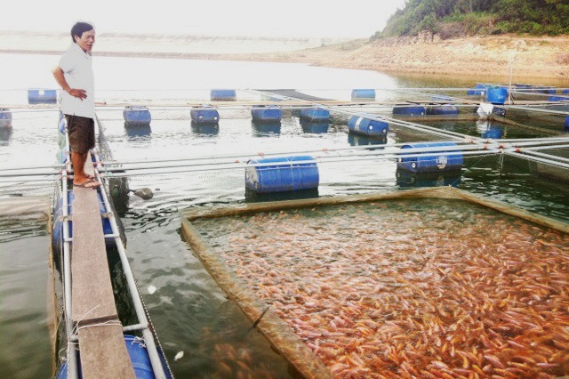 Lão nông tâm huyết với nghề nuôi cá lồng trên hồ chứa