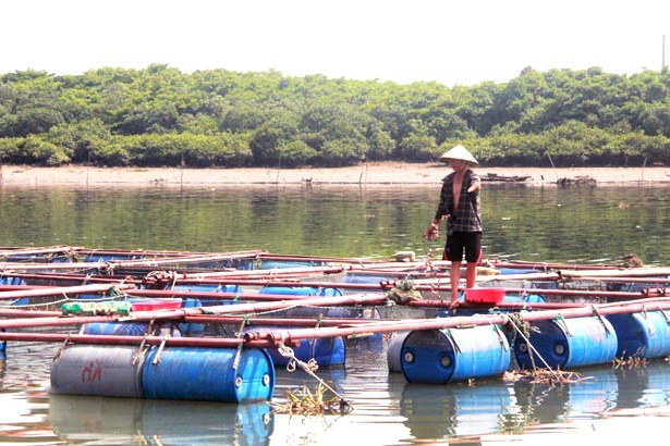 Khúc sông chừng 500m thu hàng tỷ đồng/năm