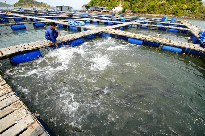 Nuôi cá lồng, bè ở xã đảo Hòn Nghệ, Kiên Giang