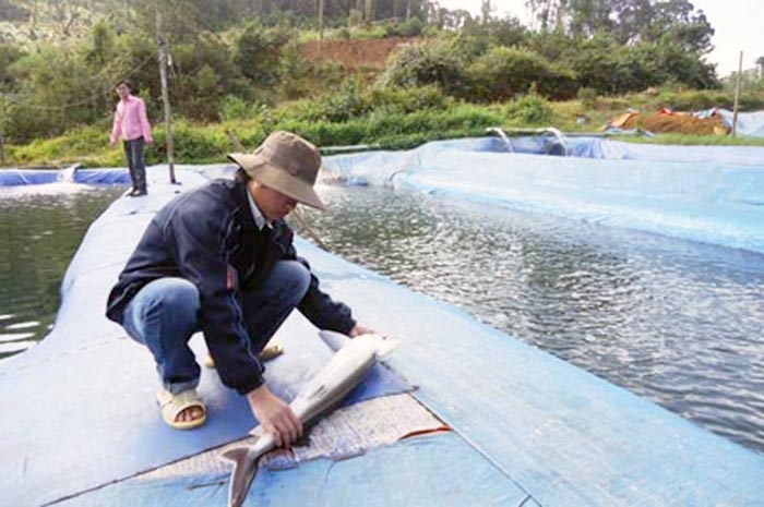 Cá tầm Kon Plông “chết yểu”